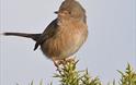 Bird at RSPB Aylesbeare nature reserve