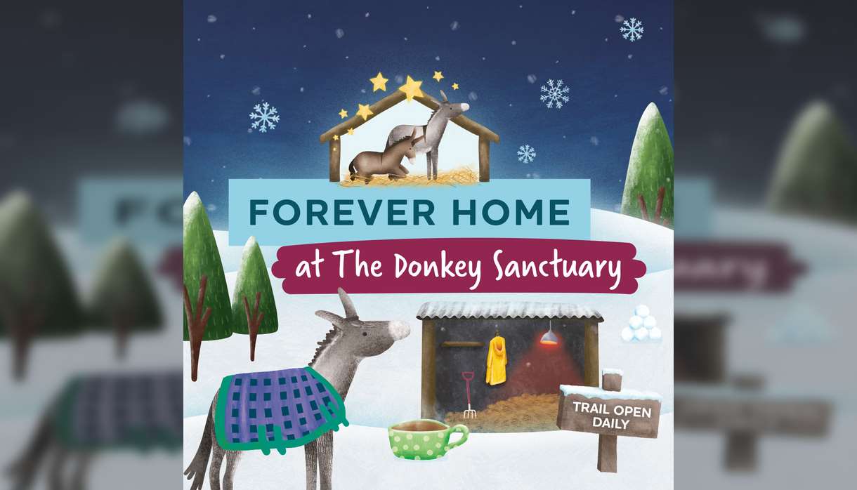 A Forever Home Winter Trail