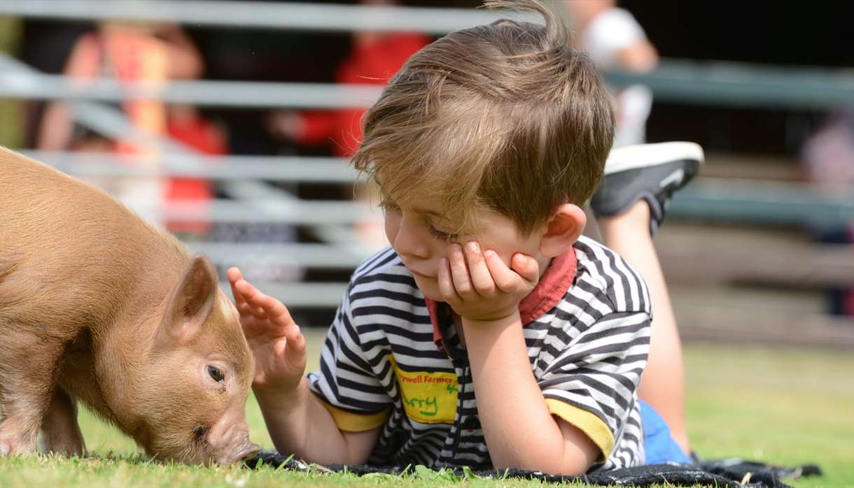 Famous Pennywell Miniature Pigs