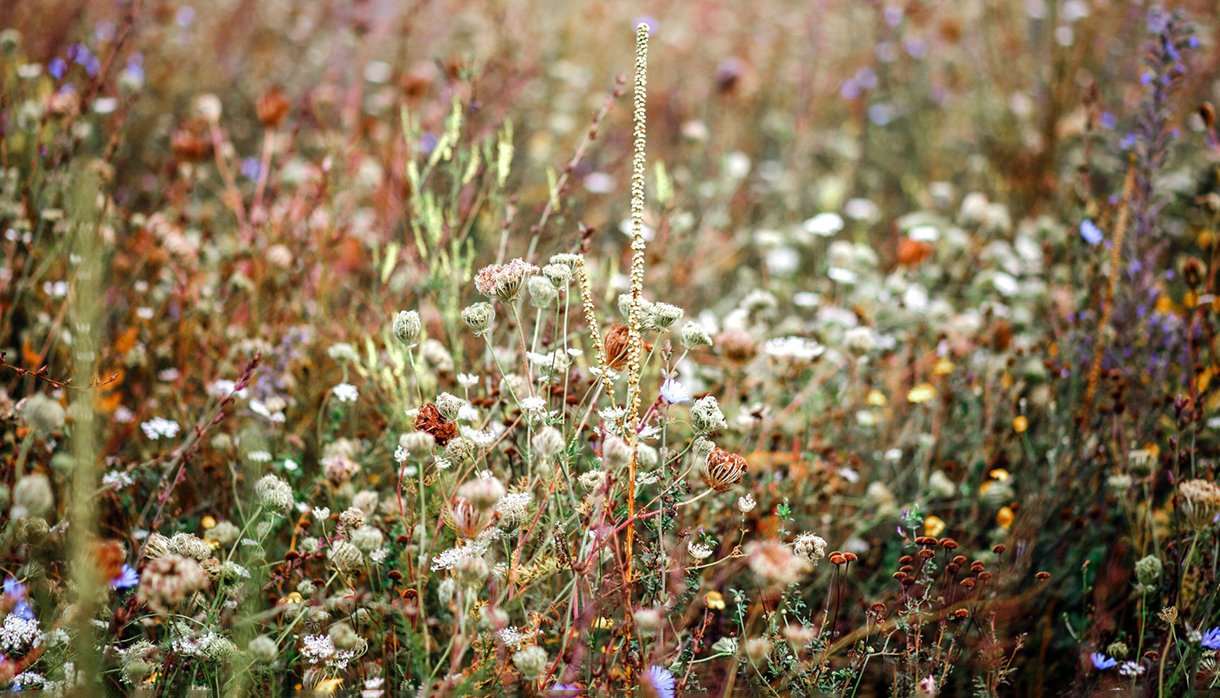 Wildflowers in a field