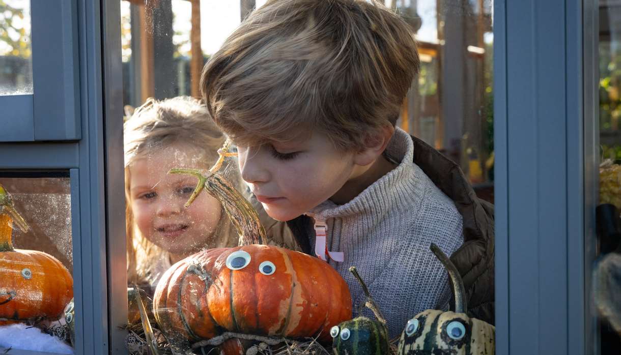 October Half Term - The Secret Life of Pumpkins