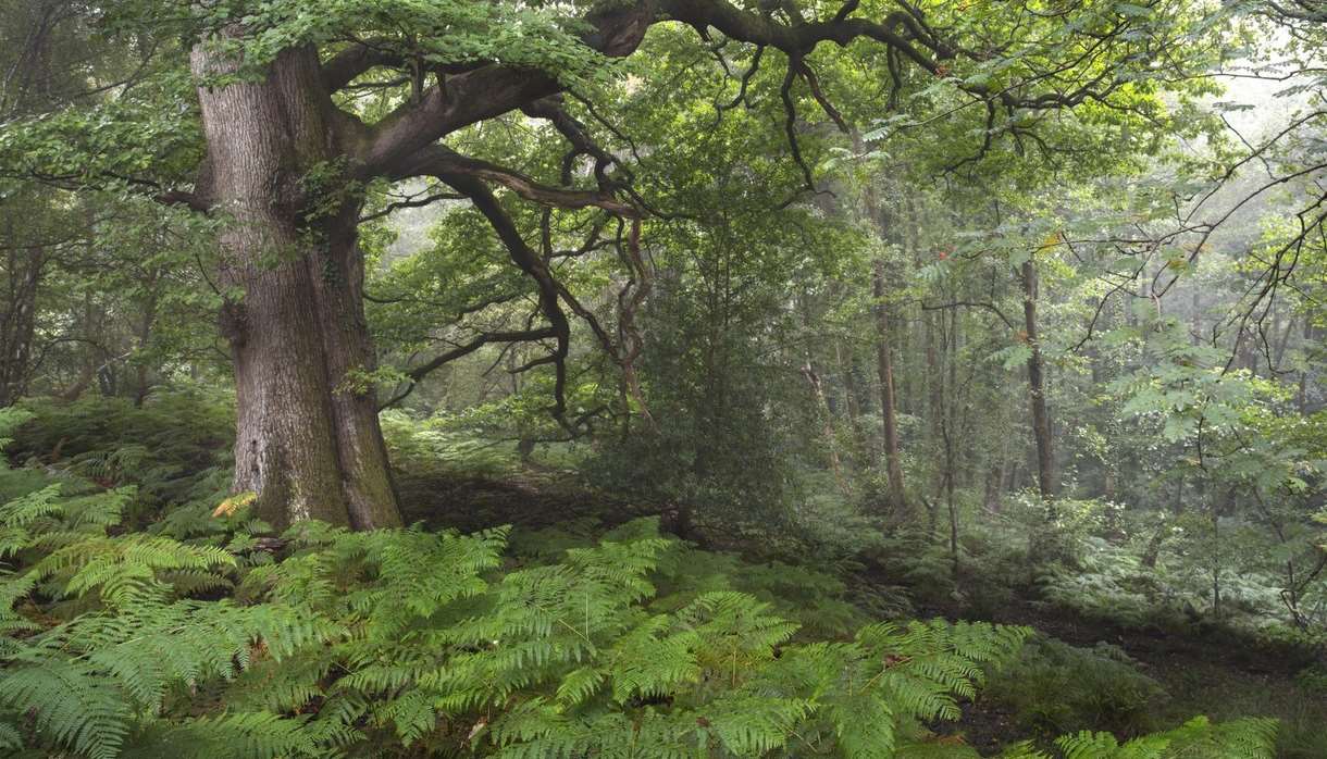 Earth Photo exhibition at Haldon Forest Park