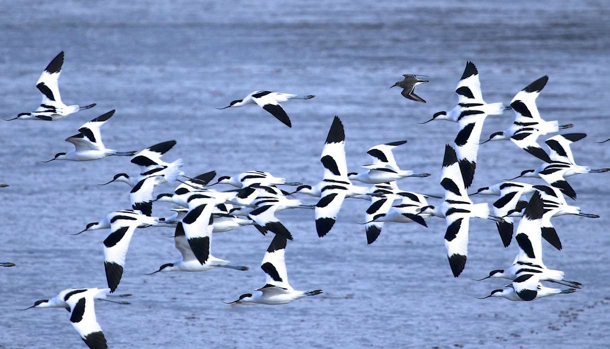 Guided Bird Watching Cruises