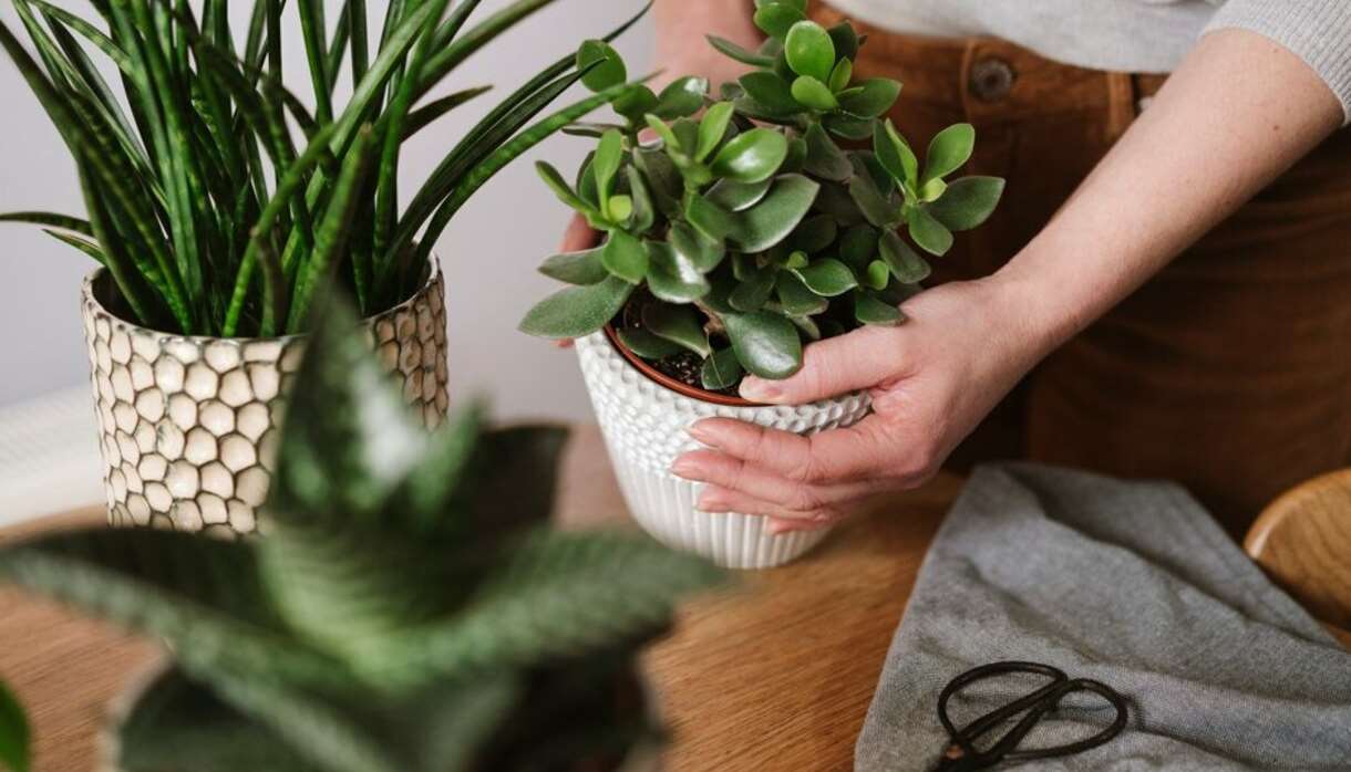 Houseplant Event