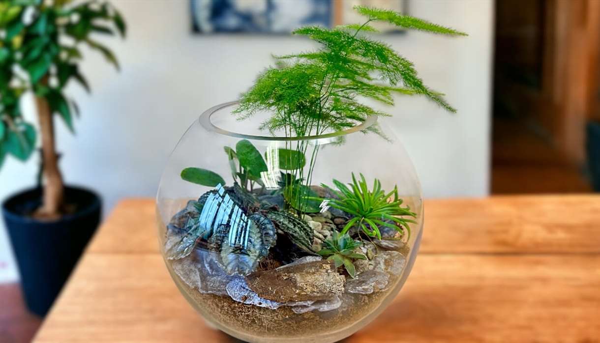 Glass Terrarium Workshop with Prosecco