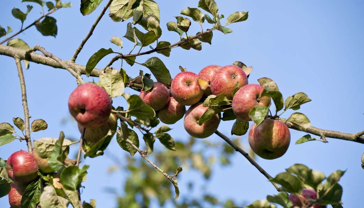 Celebrating Orchards