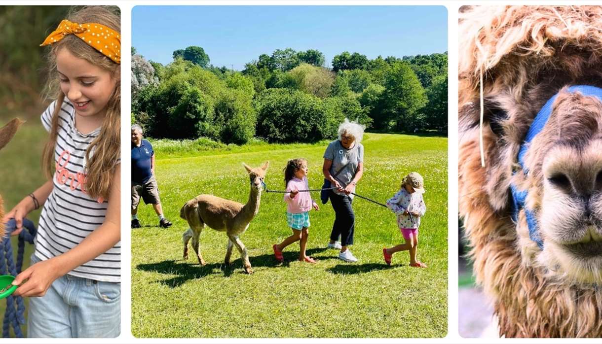 Canonteign Falls Alpaca Walks