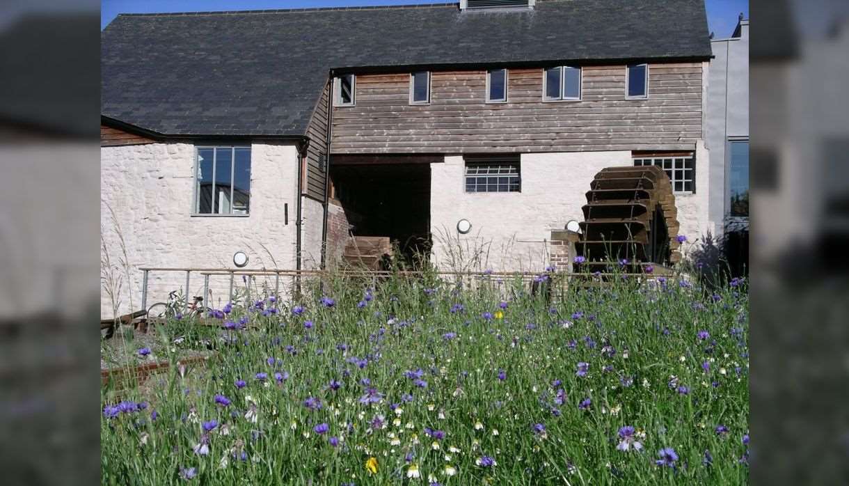 Discover Cricklepit garden: a wildlife retreat in the heart of the city