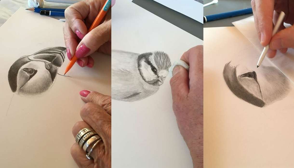 Beauty of birds drawing workshop