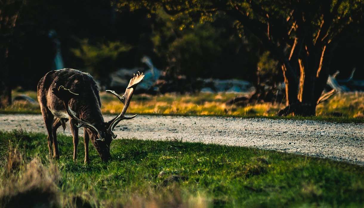 Stag grazing on grass