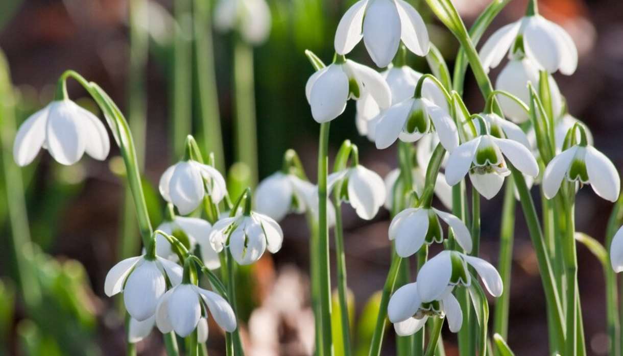 Celebration of Snowdrops