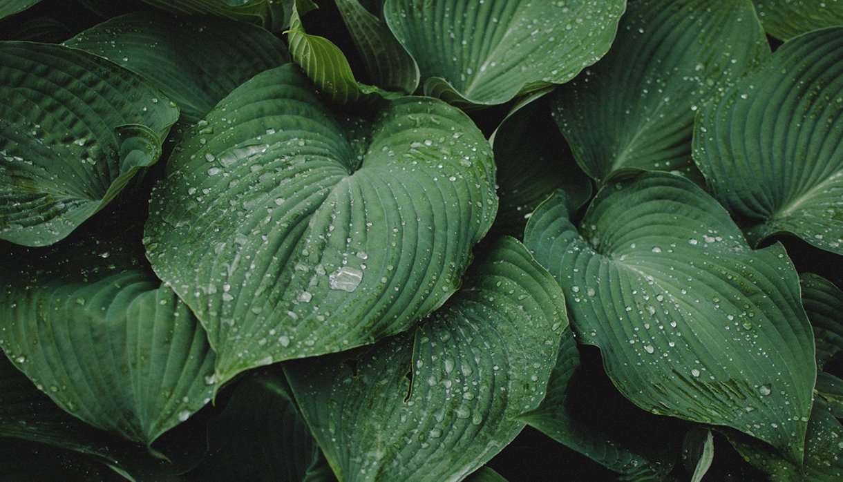 Green plants with water droplets on leaves