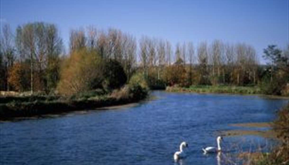 Exeter Canal - with Swans