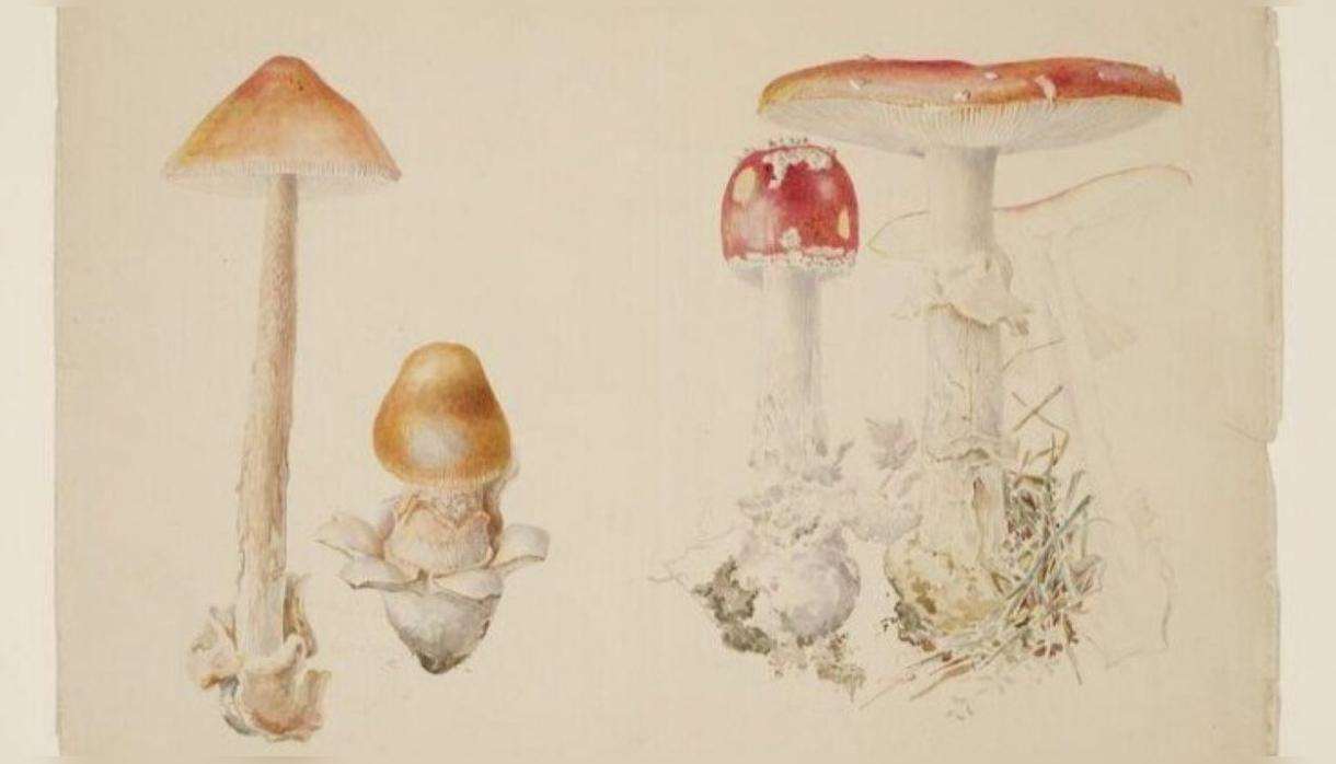 Beatrix Potter and Mycology With V&a Curator of Illustration Annemarie Bilclough