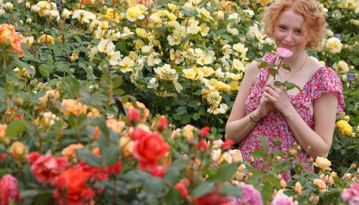 Festival of Roses