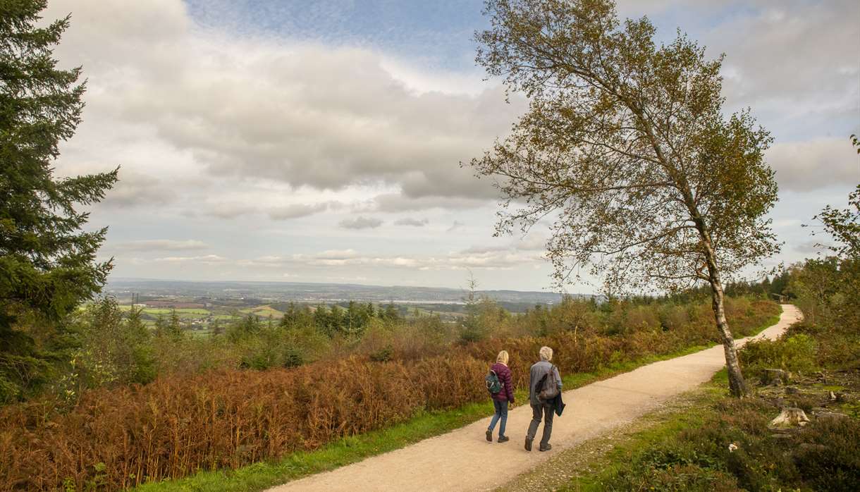 Strolling through Haldon Forest Park and enjoying the stunning views