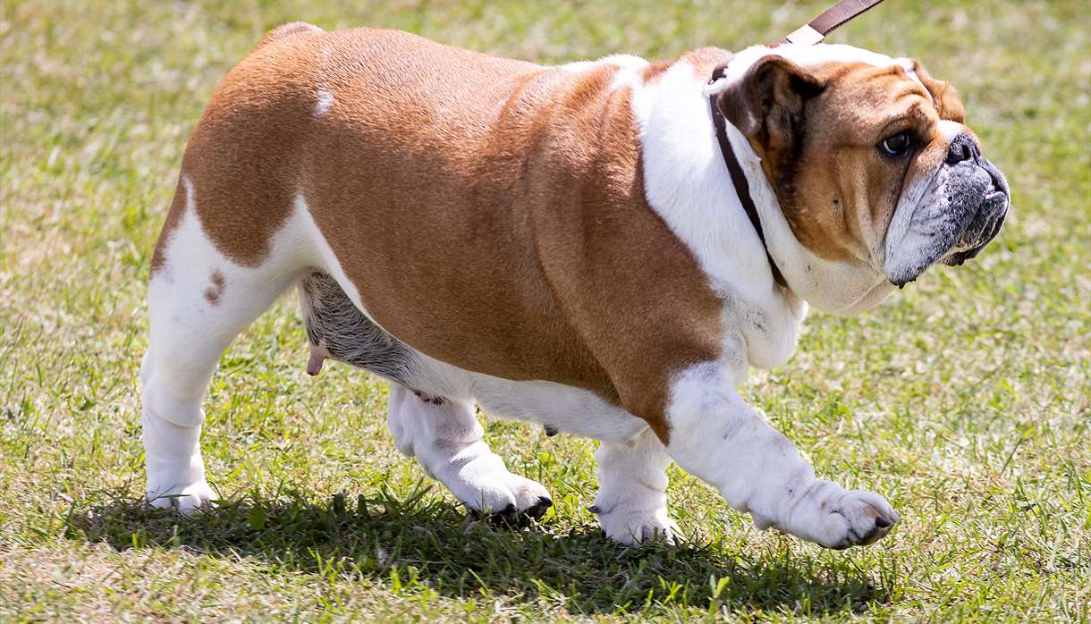 Paignton Dog Show at Westpoint Exeter