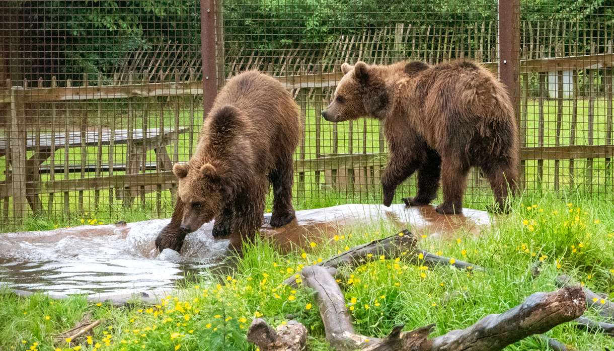 Bears playing at Wildwood Devon
