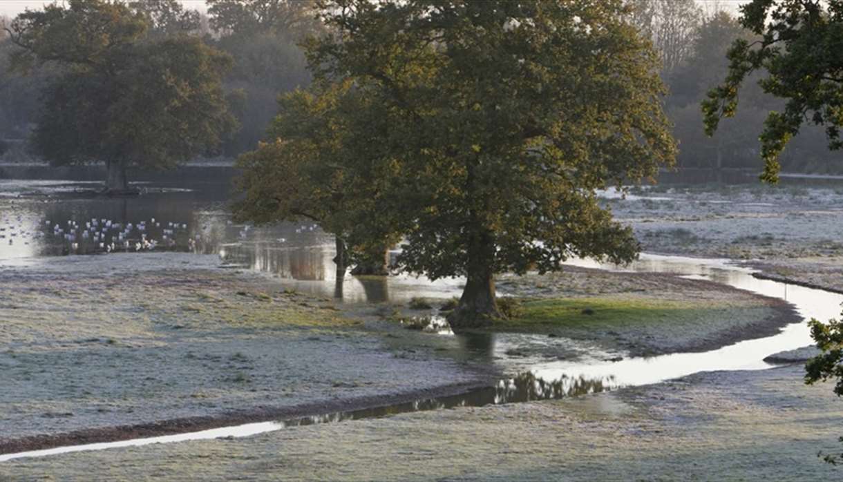 Matford Marsh landscape