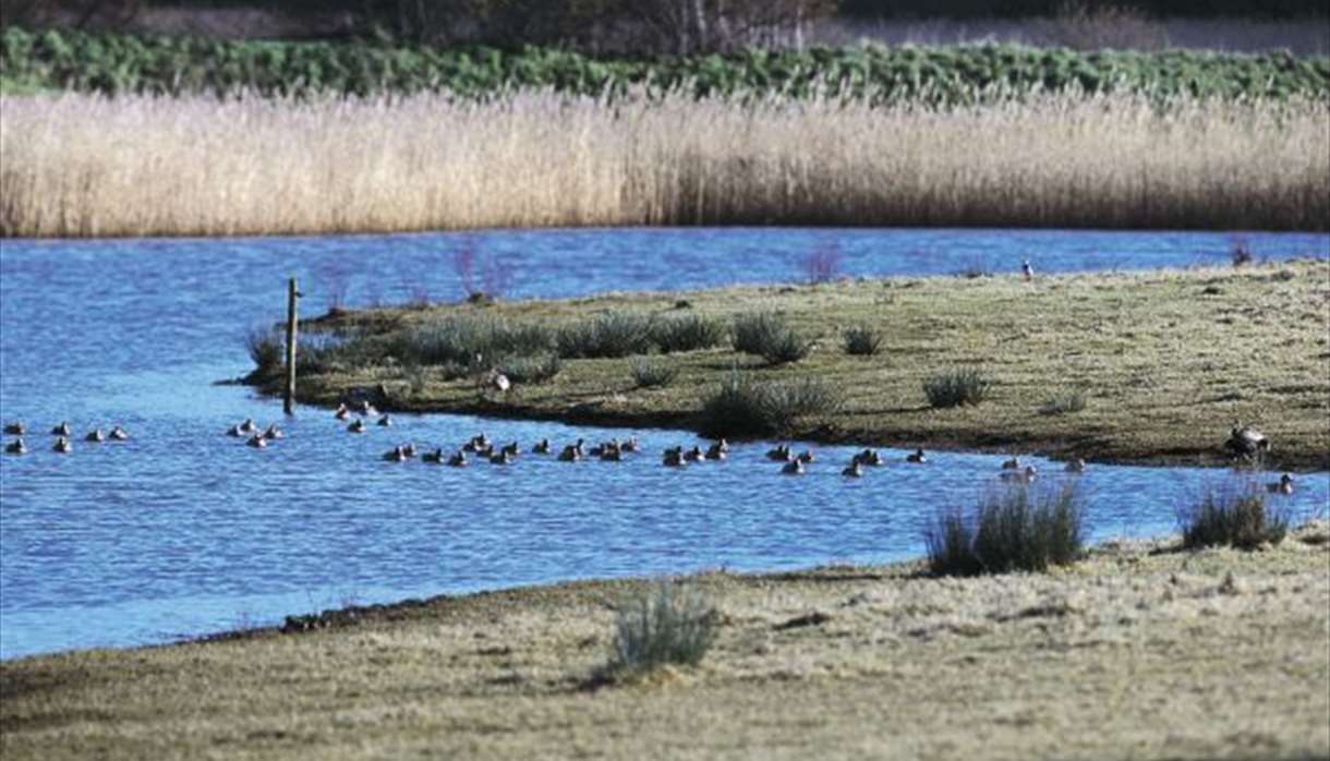 Bowling Green Marsh (c) RSPB