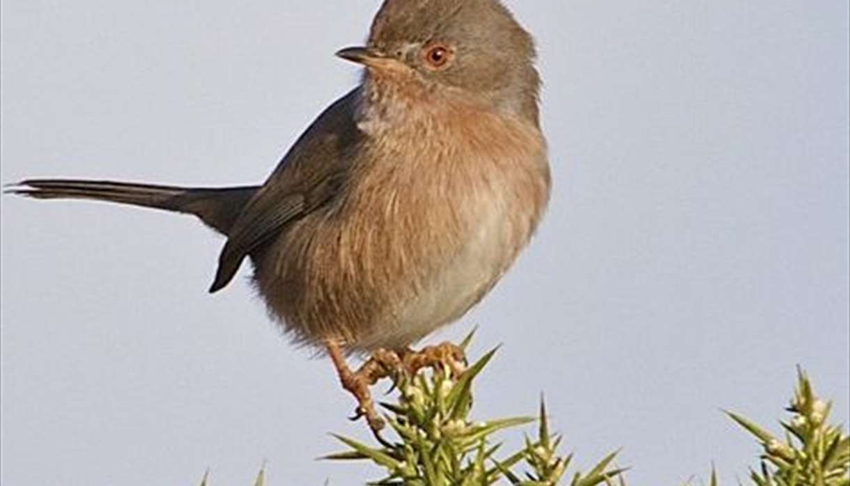 Bird at RSPB Aylesbeare nature reserve