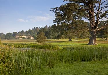 Killerton pond