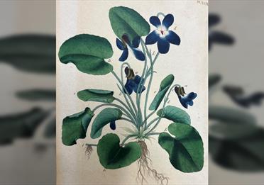 Art of the Book: Illustration in Early Printed Books
