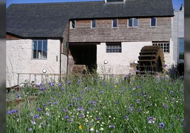 Discover Cricklepit garden: a wildlife retreat in the heart of the city