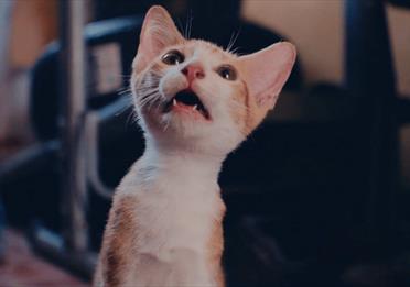 Cat Video Fest