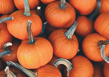 Pile of small orange pumpkins