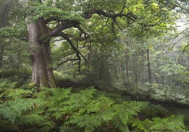 Earth Photo exhibition at Haldon Forest Park