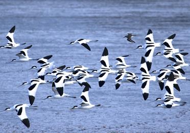 Guided Bird Watching Cruises