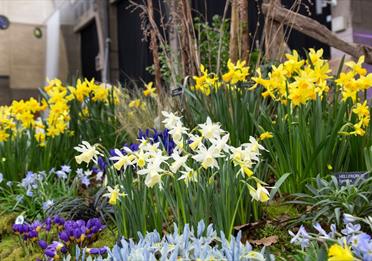 Spring Flower Showcase