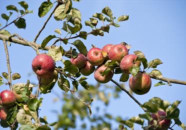 Celebrating Orchards