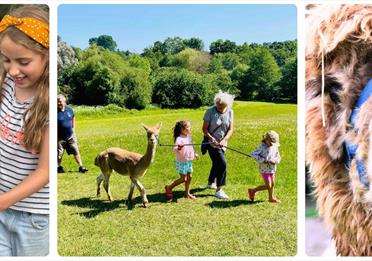 Canonteign Falls Alpaca Walks