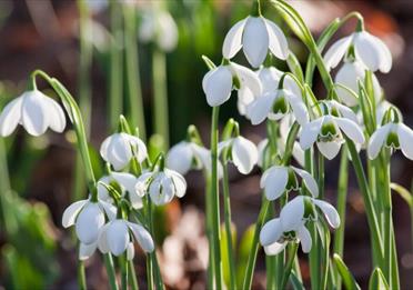 Celebration of Snowdrops