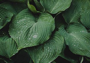 Green plants with water droplets on leaves