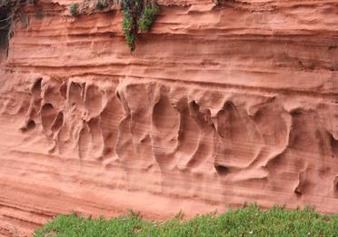 Dawlish Warren Cliffs: Photo supplied by Craig Dixon, DCC