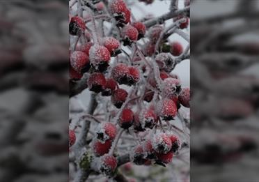 An English History of Christmas