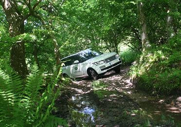 Range rover in the woods