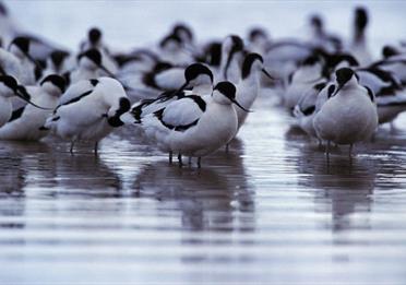 Exe Estuary - Andy Hay