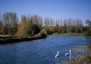 Exeter Canal - with Swans