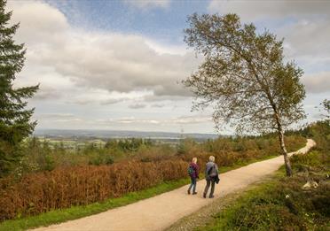 Strolling through Haldon Forest Park and enjoying the stunning views