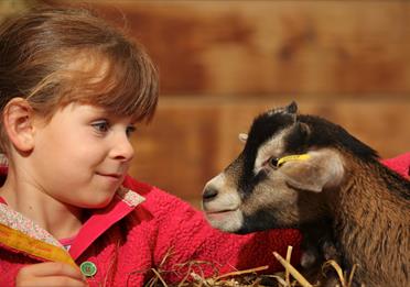 Child with a goat