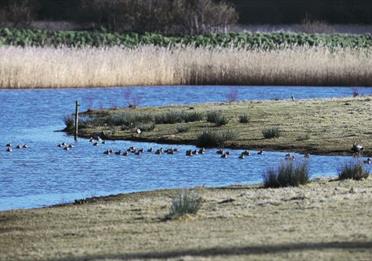 Bowling Green Marsh (c) RSPB