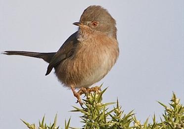 Bird at RSPB Aylesbeare nature reserve