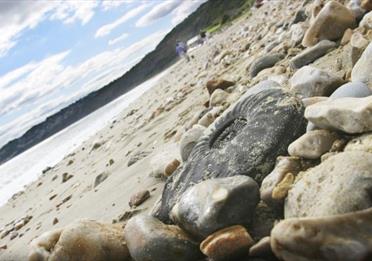 Jurassic Coast Fossil
