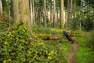 Haldon Forest Cycle Trails - Cycle Route in Exeter, Exeter - Visit Exeter