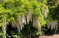 White wisteria at Killerton