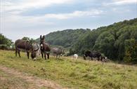 The Donkey Sanctuary